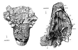 Lebka typového exempláře druhu Pinacosaurus grangeri (AMNH 6523), objevená v mongolském souvrství Džadochta roku 1923 a formálně popsaná o deset let později americkým paleontologem Charlesem W. Gilmorem. Kredit: C. W. Gilmore; Wikimedia Commons (volné dílo)