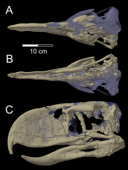 Obraz lebky druhu Andalgalornis steulleti, pořízený počítačovou tomografií. Jedná se o typový exemplář tohoto druhu (sbírkové označení FMNH P 14357) z Fieldova přírodopisného muzea v Chicagu. S celkovou výškou 1,4 metru a hmotností kolem 40 kg představoval argentinský andalgalornis spíše menšího zástupce čeledi forusrakidů. Kredit: Degrange, F. J.; et al.; Wikimedia Commons (CC BY 2.5)