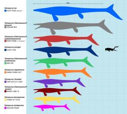 Druh Tylosaurus rex dosahoval obřích rozměrů, zejména v případě starších odrostlých exemplářů. Je pravděpodobné, že největší jedinci tohoto druhu mohli měřit na délku i přes 15 metrů a vážit kolem 15 tun. Kredit: Slate Weasel/KoprX; Wikimedia Commons (CC BY 4.0)