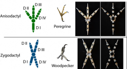 Také vám to připomíná bojové stíhačky z hvězdných válek? Kredit: W. R. T. RODERICK, et al, Stanford, Science Robotics. Další obrázky zde. DOI: 10.1126/scirobotics.abj7562