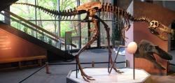 Jedním z nejpravděpodobnějších původců koprolitu je juvenilní jedinec druhu Tyrannosaurus rex nebo zástupce menšího rodu Nanotyrannus. Na snímku je rekonstruovaná kostra druhu Nanotyrannus lethaeus (slavný exemplář „Jane“). Kredit: Matt Celeskey; Wikimedia Commons (CC BY-SA 2.0)