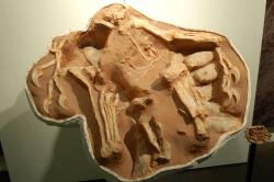 V některých případech se až do současnosti dochová nejen hnízdo s vejci, ale také část kostry dospělého jedince oviraptorida, sedícího dosud na své snůšce. Příkladem je také tento exemplář druhu Citipati osmolskae, přezdívaný „Big Mamma“. Kredit: Dinoguy2; Wikipedia (CC SA 1.0)
