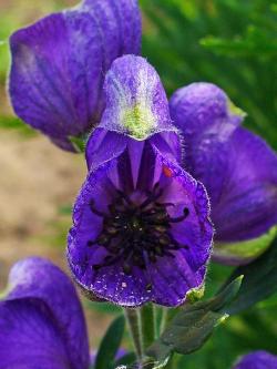 Květy Aconitum napellus jsou uspořádány do květenství zvané hrozen. Okvětních lístků je 5. Horní tvoří přilbu. Uvnitř květu jsou dva kornoutovité lístky s nektárii.  Tyčinek je mnoho, semeníky bývají dva až tři, plodem je měchýřek. Kredit: H. Zell, Wikimedia Commons, CC BY-SA 3.0