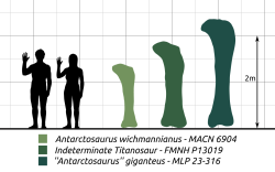 Kolosálně velké stehenní kosti druhu Antarctosaurus giganteus naznačovaly paleontologům už téměř před stoletím, že jejich původce musel patřit k největším známým dinosaurům vůbec. S délkou 235 cm jsou i dnes jedněmi z nejdelších známých dinosauřích femurů – delšími se pyšní například Patagotitan mayorum (2,4 metru) a Argentinosaurus huinculensis (v kompletním stavu téměř 2,6 metru). Kredit: Steveoc 86; Wikipedia (CC BY-SA 4.0)