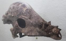Fragment lebky pachycefalosaura z expozice Amerického přírodovědného muzea v New Yorku (AMNH 1696). Nápadný lebeční „dóm“ měl tloušťku až 25 cm. Kredit: Jonathan Chen; Wikipedia (CC BY-SA 4.0)