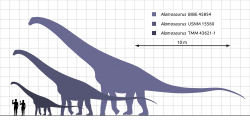 Až do roku 2011 paleontologové předpokládali, že alamosauři byli pouze sauropody střední velikosti, dosahující délky kolem 20 metrů a hmotnosti asi 10 až 20 tun. Analýza obřího obratle tohoto sauropoda však ukázala, že odrostlí jedinci se velikostně blížili jihoamerickým gigantům, jako byly rody Argentinosaurus nebo Patagotitan. Při délce až 30 metrů a hmotnosti kolem 70 tun tito kolosální býložravci nejspíš neměli žádného přirozeného nepřítele. Na obrázku je ve směru zleva doprava zobrazeno mládě, dále subadultní až mladý dospělý jedinec a nakonec odrostlý starší exemplář alamosaura. Kredit: Steveoc 86; Wikipedie (CC BY-SA 3.0)