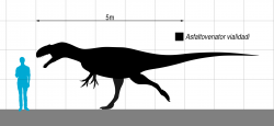 Zástupci rodu Asfaltovenator byli velcí teropodi, patřící ve svých ekosystémech k dominantním predátorům. Typový exemplář pravděpodobně dosahoval délky v rozmezí 7 až 8 metrů a velikostně se tedy vyrovnal například menším jedincům populárního severoamerického rodu Allosaurus. Kredit: Slate Weasel; Wikipedia (volné dílo)