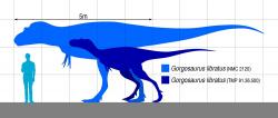 Jedním z kandidátů na původce obou fosilií (pakliže patřily stejnému rodu tyranosaurida, což samozřejmě není jisté), je také druh Gorgosaurus libratus. Tento blízký příbuzný albertosaura dosahoval zhruba stejné velikosti, tedy dospělé délky kolem 9 metrů a hmotnosti přibližně 2 tuny. K těmto rozměrům se však musel nejdříve dopracovat, a to z embrya, ktreré se vešlo do vajíčka dlouhého maximálně asi půl metru. Zde siluety dospělce a odrostlého mláděte gorgosaura v porovnání s dospělým člověkem. Kredit: Slate Weasel; Wikipedie (CC 0)