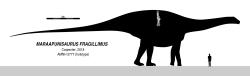Jedním z nejhmotnějších sauropodů a tím i suchozemských živočichů vůbec mohl být severoamerický rebbachisaurid druhu Maraapunisaurus fragillimus, který byl prvních 140 let od svého objevu znám pod vědeckým jménem Amphicoelias fragillimus. I když původní odhady délky, které činily až kolem 60 metrů, již nyní nejsou uznávány, odhady hmotnosti tohoto pozdně jurského giganta z Colorada stále dosahují až ke 120 000 kilogramů. Kolosální hrudní obratel, na jehož základě byl tento sauropod v roce 1878 formálně popsán, již bohužel neexistuje. Kredit: Slate Weasel; Wikipedia (CC0)