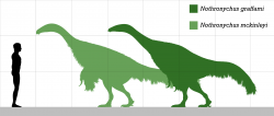 Velikostní porovnání obou známých druhů rodu Nothronychus s dospělým člověkem. Při délce přes 4 metry a hmotnosti kolem 800 kilogramů představovali notronychové poměrně velké tvory o velikosti mohutného koně. Na poměry druhohorních dinosaurů však byli spíše menšími zástupci tehdejší megafauny. Kredit: PaleoNeolitic; Wikipedia (CC0).