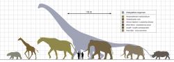 Sauropodi svými rozměry výrazně překonávají všechny ostatní obří zástupce suchozemských živočichů, ať už to jsou jiní druhohorní dinosauři nebo gigantičtí kenozoičtí savci. Titanosaur druhu Patagotitan mayorum byl jen o trochu menší než argentinosaurus, dosahoval délky kolem 37 metrů a vážil téměř 70 tun. Kredit: Steveoc 86; Wikipedia (CC BY-SA 4.0)