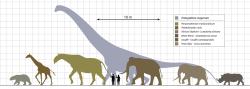 Sauropodi svými rozměry výrazně překonávají všechny ostatní obří zástupce suchozemských živočichů, ať už to jsou jiní druhohorní dinosauři nebo gigantičtí kenozoičtí savci. Titanosaur druhu Patagotitan mayorum byl jen o trochu menší než argentinosaurus, dosahoval délky kolem 37 metrů a vážil téměř 70 tun. Kredit: Steveoc 86; Wikipedia (CC BY-SA 4.0)