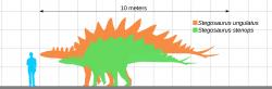 Stegosauři byli jedněmi z největších zástupců své vývojové skupiny. Největší známý druh Stegosaurus ungulatus patrně dosahoval délky přes 9 metrů a hmotnosti v rozmezí 5 až 7 tun. Tím dokonce mírně překonává velikost stegosaura ze snímku Karla Zemana. Kredit: KoprX; Wikipedia (CC BY-SA 4.0)