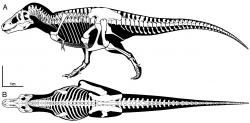 Schematické znázornění kostry typového exempláře druhu Tyrannosaurus imperator, kterým je jedinec zvaný „Sue“. Tento nově popsaný druh rodu Tyrannosaurus má být nejstarší, vývojově nejprimitivnější a podle všeho také nejrobustnější. Otázkou však zůstává, zda se skutečně jednalo o samostatný druh, odlišný od typového druhu T. rex. Kredit: Scott A. Hartman, Wikipedia (CC BY 4.0)