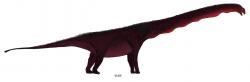 Rekonstrukce přibližného vzezření středně jurského čínského sauropoda xinjiangtitana. I přes své obří rozměry byl poměrně lehce stavěným zástupcem své skupiny a hmotností se ani zdaleka nepřibližoval například největším jihoamerickým titanosaurům. S výškou až kolem 17 metrů (zhruba jako pětipatrová budova) však patřil nepochybně k nejvyšším živočichům všech dob. Kredit: Danny Cicchetti; Wikipedia (CC BY-SA 3.0)