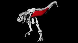 Virtuální model tyranosauří kostry znázorňující rekonstruovaný objev ocasní svaloviny. Výzkum ukázal, že hmotnost samotného ocasu jedince „Trix“ dosahovala téměř jedné tuny (962 kg) a bezmála polovinu této hmotnosti (477 kg) zabíral sval musculus caudofemoralis, významně se uplatňující při pohybu dinosaura. Kredit: Pasha van Bijlert, převzato z webu LiveScience.