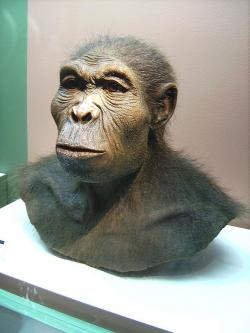Homo habilis (Westfälisches Museum für Archäologie, Herne. CC BY-SA 3.0 Wikimedia Commons)