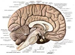 Řez lidským mozkem: *corpus callosum *je světlý oblouk spojující hemisféry koncového mozku. Světlejší barva je dána velkým obsahem bílé mozkové hmoty - tedy axonů obalených myelinovými pochvami. Řez lidským mozkem: *corpus callosum *je světlý oblouk spojující hemisféry koncového mozku. Světlejší barva je dána velkým obsahem bílé mozkové hmoty - tedy axonů obalených myelinovými pochvami.