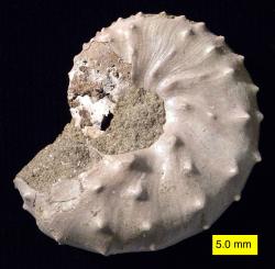 Také zástupci rodu Discoscaphites pravděpodobně přežili hromadné vymírání na konci křídy, jak dokládají objevy jejich zkamenělých schránek v sedimentech souvrství Tinton na území amerického státu New Jersey. Kredit: Wilson44691; Wikipedia (volné dílo)