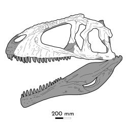 Rekonstruovaná lebka rodu Meraxes, s chybějícími částmi (šedou barvou) doplněnými podle lebečních kostí příbuzných druhů karcharodontosauridů. Její celková délka činí 127 centimetrů. Kredit: Eotyrannu5; Wikipedia (CC BY-SA 4.0)