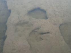 Mnohé otisky dinosauřích stop u řeky Paluxy jsou pravidelně zaplavovány při vzedmutí hladiny řeky. Vodní eroze je tedy bohužel poměrně rychle ničí. Kredit: Robert Nunnally; Wikipedia (CC BY 2.0)