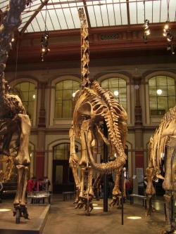 Při rekonstrukci pohybu obřích sauropodů, jako byl východoafrický Giraffatitan brancai, musí paleontologové zohlednit také enormní tlak, působící při chůzi na kostru těchto dinosaurů. Kredit: Vladimír Socha, 2010.