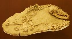 Fosilní kostra kanidní šelmy druhu Eucyon davisi, žijící v době před asi 10 miliony let na území dnešní americké Arizony. Právě z okruhu tohoto rodu se nejspíš před 6 až 5 miliony let vyvinul rod Canis. Kredit: Skye McDavid; CC BY-SA 4.0