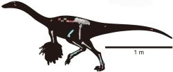 Přehled dochovaných částí kostry nově popsaného deinocheirida druhu Tyrannomimus fukuiensis. Tento malý teropodní dinosaurus žil na území současného Japonska v období rané křídy. Kredit: Hattori, S.; et al. (2023); Wikipedia (CC BY 4.0)