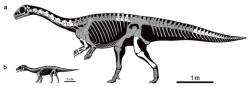 Rekonstrukce koster dospělce a mláděte čínského sauropodomorfa druhu Qianlong shouhu, popsaného na základě fosilií tří dospělých jedinců a pěti snůšek fosilních vajec s několika dochovanými kostřičkami embryí. Zachovaná část kostry je vyznačena šedě. Kredit: Minghui Ren; Wikipedia (CC BY 4.0)