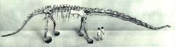 Silně zastaralá rekonstrukce kosterního exempláře druhu Mamenchisaurus hochuanensis z poloviny 60. let 20. století. Již v té době udivovaly kostry těchto čínských sauropodů svým neobvykle dlouhým krkem, a to i v porovnání se severoamerickými a africkými diplodokidy a brachiosauridy. Kredit: Wikimedia Commons (volné dílo)