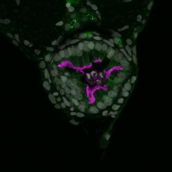 Průřez střeva ukazující na spojení mezi epiteliálními buňkami (obarveno zeleně) a buňkami absorpčními (určenými k likvidaci) exprimujícími protein (zbarveno červeně). Kredit: John Rawls Lab, Duke University.