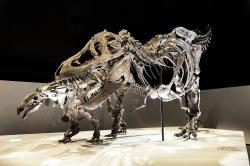 Tyrannosaurus rex byl několikatunovým dravým obrem, schopným uchvátit kořist o velikosti dnešního slona. Podle posledních zjištění nebyl extrémně rychlým běžcem, dokázal ale efektivně a relativně rychle kráčet na dlouhé vzdálenosti. Zde v expozici Houston Museum of Natural Science spolu s nodosauridem rodu Denversaurus schlessmani. Kredit: Evolutionnumber9; Wikipedie (CC BY-SA 4.0)