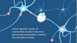… spouští tím kaskádu dějů vedoucí k excitaci neuronů vysílajících signály bolesti do mozku. (Kredit: University of Arizona Health Sciences / Debra Bowles)