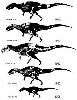 Přehled všech formálně popsaných exemplářů druhu Acrocanthosaurus atokensis (s doplněním známých fragmentů jejich kostry) k roku 2015. Kredit: Kenneth Carpenter; Wikipedia (CC BY-SA 4.0). Přehled všech formálně popsaných exemplářů druhu Acrocanthosaurus atokensis (s doplněním známých fragmentů jejich kostry) k roku 2015. Kredit: Kenneth Carpenter; Wikipedia (CC BY-SA 4.0).