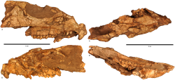 Fosilní fragment lebky druhu Aquilops americanus při pohledu z obou stran, seshora a zdola. Nápadným znakem je zejména velká očnice, výrazné zuby i zobákovité zakončení čelistí. Kredit: Engh, B.; et al. (2014); Wikipedie (CC BY 2.5) Fosilní fragment lebky druhu Aquilops americanus při pohledu z obou stran, seshora a zdola. Nápadným znakem je zejména velká očnice, výrazné zuby i zobákovité zakončení čelistí. Kredit: Engh, B.; et al. (2014); Wikipedie (CC BY 2.5)