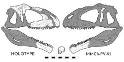 Rekonstrukce lebek dvou zatím známých exemplářů giganotosaura. V současnosti odhadují paleontologové délku lebky mírně menšího typového exempláře (vlevo) asi na 163 až 169 cm, což z ní činí jednu z nejdelších lebek známých u teropodních dinosaurů. Kredit: Eotyrannu5; Wikipedia (CC BY-SA 4.0) Rekonstrukce lebek dvou zatím známých exemplářů giganotosaura. V současnosti odhadují paleontologové délku lebky mírně menšího typového exempláře (vlevo) asi na 163 až 169 cm, což z ní činí jednu z nejdelších lebek známých u teropodních dinosaurů. Kredit: Eotyrannu5; Wikipedia (CC BY-SA 4.0)