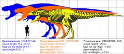Velikostní porovnání obřích jedinců druhu T. rex, nejmenší je zde „Sue“ (zcela vpravo). Zatímco kolosální rozměry „Goliáše“ jsou zcela zjevné, u obou znázorněných exemplářů jsou založené jen na fragmentárním fosilním materiálu (a jsou proto značně nejisté). Kredit: Oktaytanhu – Kendi çalışmam; Wikipedia (CC BY-SA 4.0)