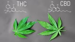 CBD je zkratka pro Kanabidiol, THC je zkratkou pro Tetrahydrokanabinol, což jsou látky, které se v přírodě vyskytují především v rostlinách konopí. Kredit: Cali Farms.