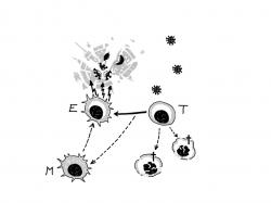 Lymfocyty T  reagují na epitopy patogenu, jsou z nich vybírány klony dobře reagující proti nim a  jsou z nich porodukovány efektorové buňky (E), které ničí buňky napadené virem. Nevhodné klony jsou eliminovány (+).   Část  vyškolených lymfocytů se ukládá jako buněčná paměť (M) pro rychlou specifickou reakci při další expozici patogenu.  (Autorka obrázku: Halina Šimková).