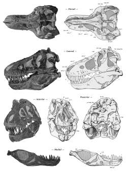 Lebka dospělého tyranosaura, exempláře AMNH 5027 z Amerického přírodovědného muzea v New Yorku. Podle některých odborných prací neodpovídá podoba a lokace rýh na lebečních kostech přítomnosti labiálních šupin, resp. „pysků“. Zuby by tedy měly být zaživa alespoň zčásti obnažené. Kredit: Henry F. Osborn; Wikipedia (volné dílo)