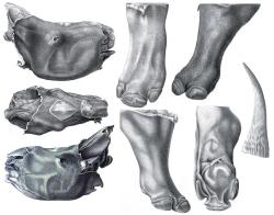 „Mumifikované“ pozůstatky nosorožce srstnatého, objevené kolem roku 1771 u řeky Viljuj na Sibiři. Již o rok později pak o nich vydal pojednání pruský přírodovědec Peter Simon Pallas (1741-1811). Kredit: Brandt’s artist; Wikipedia (volné dílo)