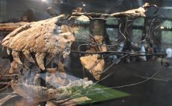 Částečně rekonstruovaná lebka stygivenatora (nebo mláděte jiného tyranosauroidního teropoda, nejspíš druhu Tyrannosaurus rex nebo Nanotyrannus lancensis). Abychom však tuto hádanku rozluštili, budeme nejspíš potřebovat další (a kompletnější) fosilní materiál. Kredit: Jonathan Chen; Wikipedia (CC BY-SA 4.0)