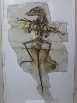 „Dave“ (NGMC 91) z Geologického muzea v Číně, nádherně dochovaná fosilie malého dromeosauridního teropoda druhu Sinornithosaurus milenii. Někteří paleontologové se dříve domnívali, že tento opeřený dravec mohl být vybaven jedovými žlázami a svoji kořist tak vlastně dokázal „uštknout“. Dnes se vědecká obec přiklání k názoru, že schopností vpravovat do těla kořisti jed ve skutečnosti nedisponoval. Kredit: Jonathan Chen; Wikipedia (CC BY-SA 4.0)