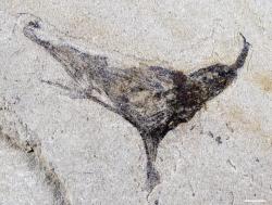 Něco jako Haootia, čili raný žahavec? Kredit: Gaorong Li. Něco jako Haootia, čili raný žahavec? Kredit: Gaorong Li.