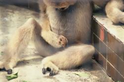 Gibbon s myškou. Kredit: Grueter et al. (2026), Primates.