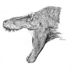 Hlava tyranosaura byla v mnoha ohledech pozoruhodná. Kromě extrémně silného čelistního stisku vykazovala také přítomnost jakéhosi biologického „termostatu“ v okolí mozkovny, samotný mozek byl na poměry obřích dravých dinosaurů značně veliký, velmi vytříbené byly rovněž smysly tohoto dinosaura. V neposlední řadě se pak nyní ukazuje, že konce přinejmenším spodních čelistí mohly být vysoce citlivé a umožňovaly tyranosaurům detailně zkoumat objekty pouhým letmým dotykem. Kredit: Vladimír Rimbala
