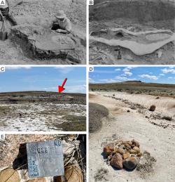 Fotografie původní lokality objevu z roku 1936 i jejího současného stavu. Fosilní lebku druhu Cryptarcus russelli objevil před 90 lety paleontolog Loris Shano Russell, který je nyní vzpomínán i v druhovém jméně dinosaura. Kredit: Holmes et al. (2026); Wikimedia Commons (volné dílo)