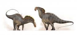 Podle výsledků nové vědecké práce byli teplokrevní také všichni sauropodní dinosauři. Jedním z nich je i středně velký dikreosaurid druhu Amargasaurus cazaui, žijící v době před 129 až 122 miliony let na území současné Argentiny. Kredit: Fred Wierum, Wikipedia (CC BY-SA 4.0)