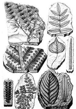 Ilustrace fosilních rostlin z Scheuchzerova díla Herbarium deluvianum, publikovaného roku 1709. Švýcarského přírodovědce tak můžeme pokládat i za jakéhosi spoluzakladatele budoucího vědního oboru paleobotaniky. Převzato z Wikipedie.