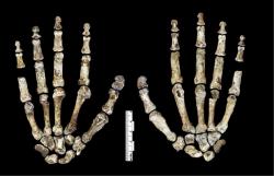 Nález zachovalé kostry ruky Homo naledi (podle Berger et al., DOI: 10.7554/eLife.09560.008)